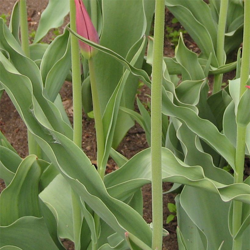Lilienblütige Tulpe Synaeda King (Foliage)
