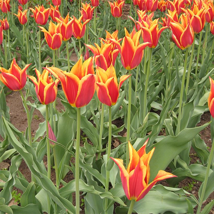 Lilienblütige Tulpe Synaeda King (Flowering)