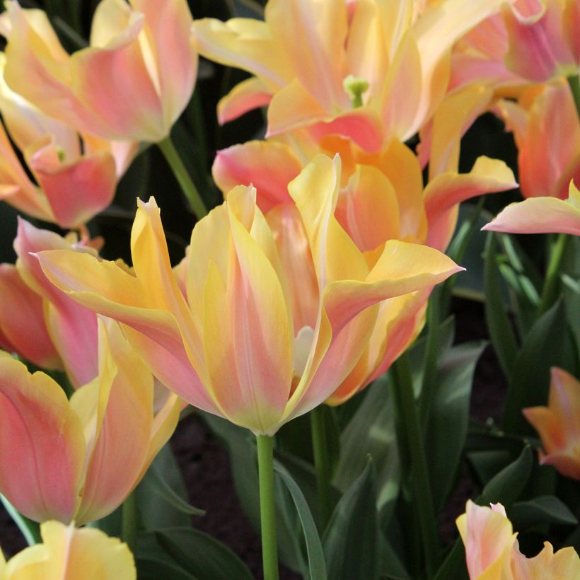 Lilienblütige Tulpe Marianne (Flowering)