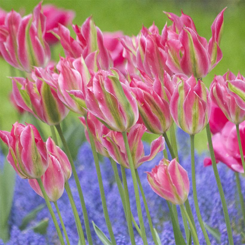 Lilienblütige Tulpe Virichic (Flowering)
