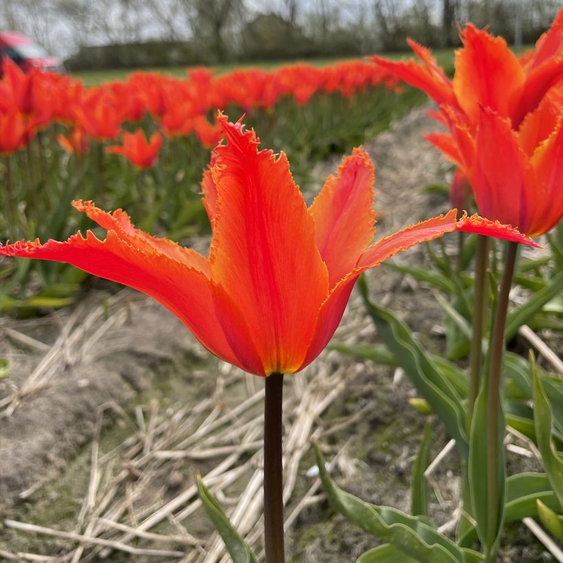 Lilienblütige Tulpe Alexandrine (Flowering)