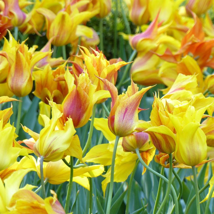 Lilienblütige Tulpe Vendée Globe (Flowering)
