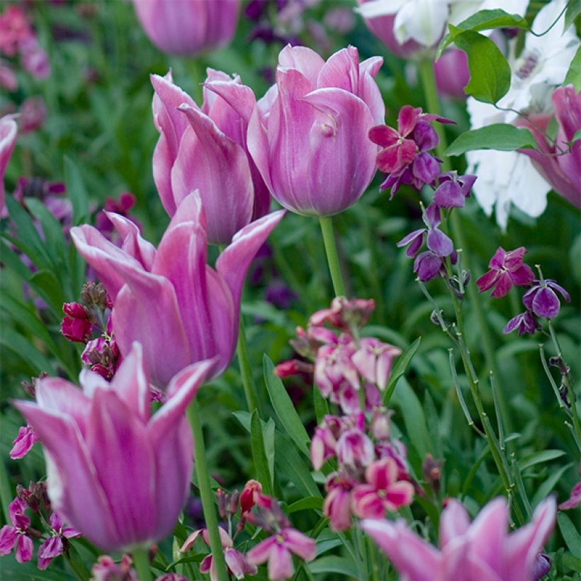 Lilienblütige Tulpe Ballade (Flowering)