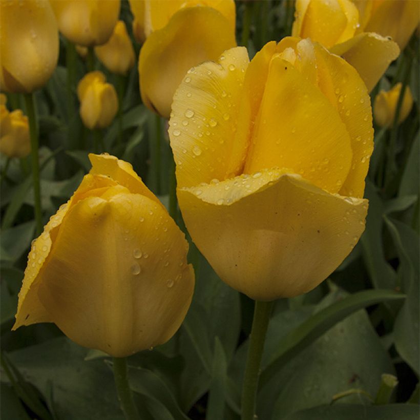 Darwin-Hybrid-Tulpe Tulipa (Flowering)