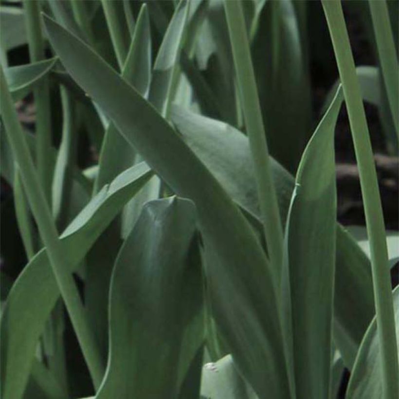 Papageien-Tulpe Libretto Parrot (Foliage)