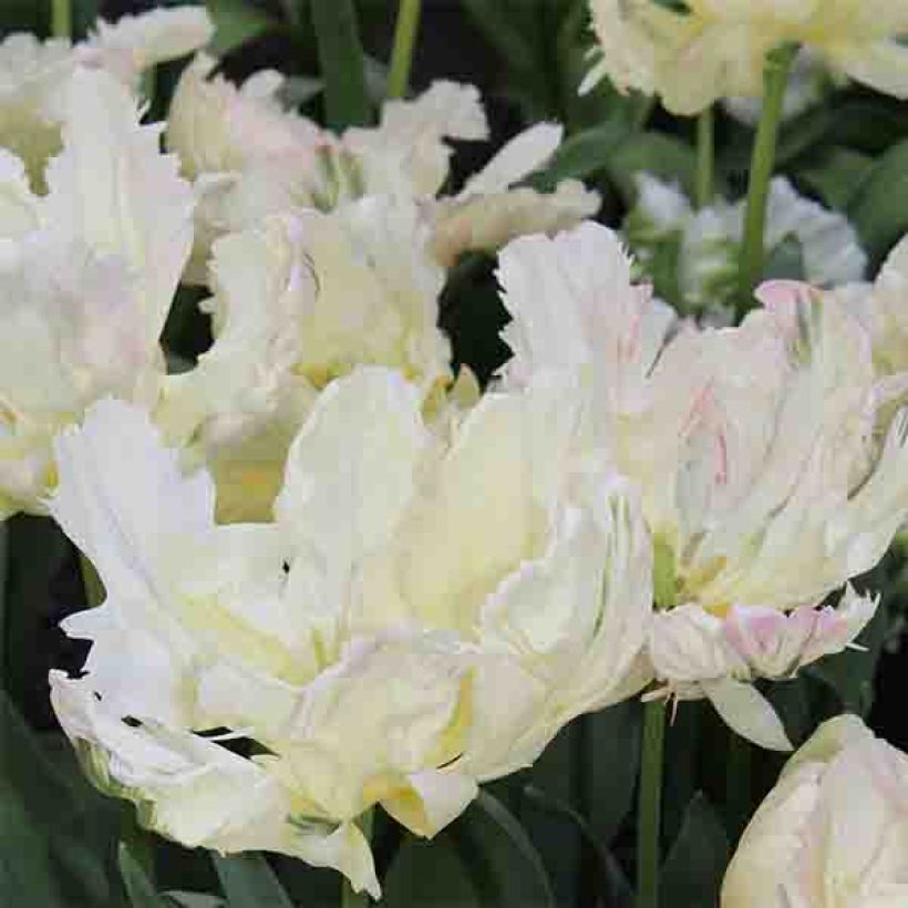 Papageien-Tulpe Libretto Parrot (Flowering)