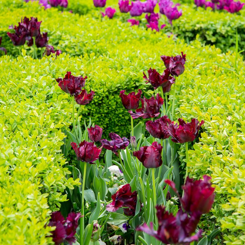 Papageien-Tulpe Black Parrot (Plant habit)