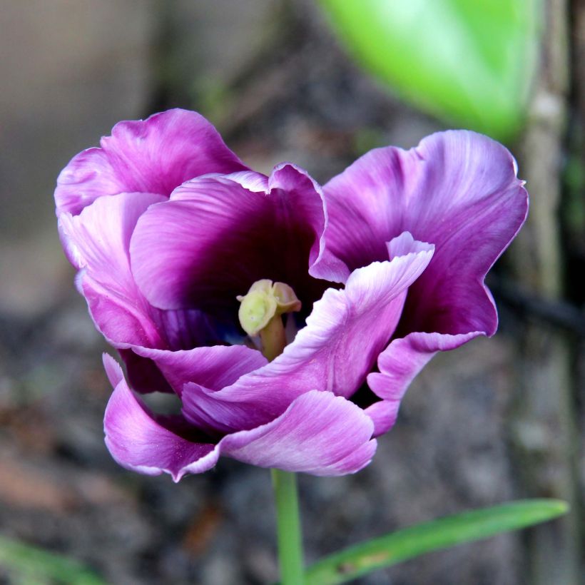 Papageien-Tulpe Blue Parrot (Flowering)