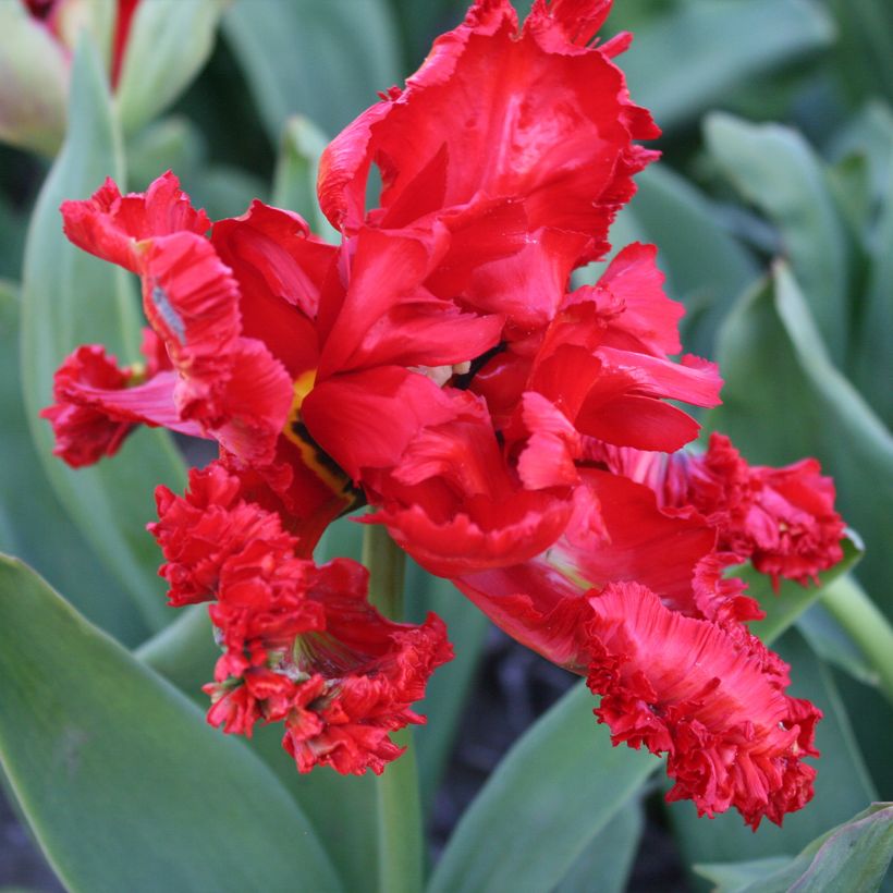 Papageien-Tulpe Exotic Parrot (Flowering)