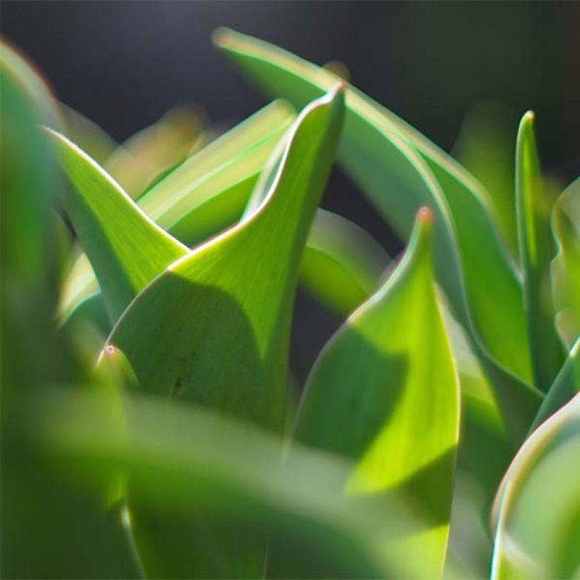 Papageien-Tulpe Parrot Lady (Foliage)