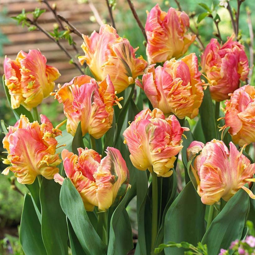 Papageien-Tulpe Parrot Lady (Flowering)