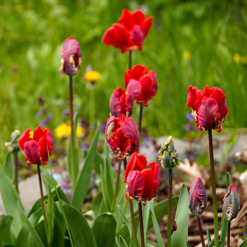 Papageien-Tulpe Rococo (Plant habit)