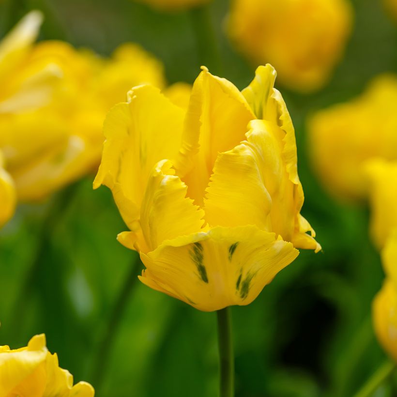 Papageien-Tulpe Yellow Sun (Flowering)