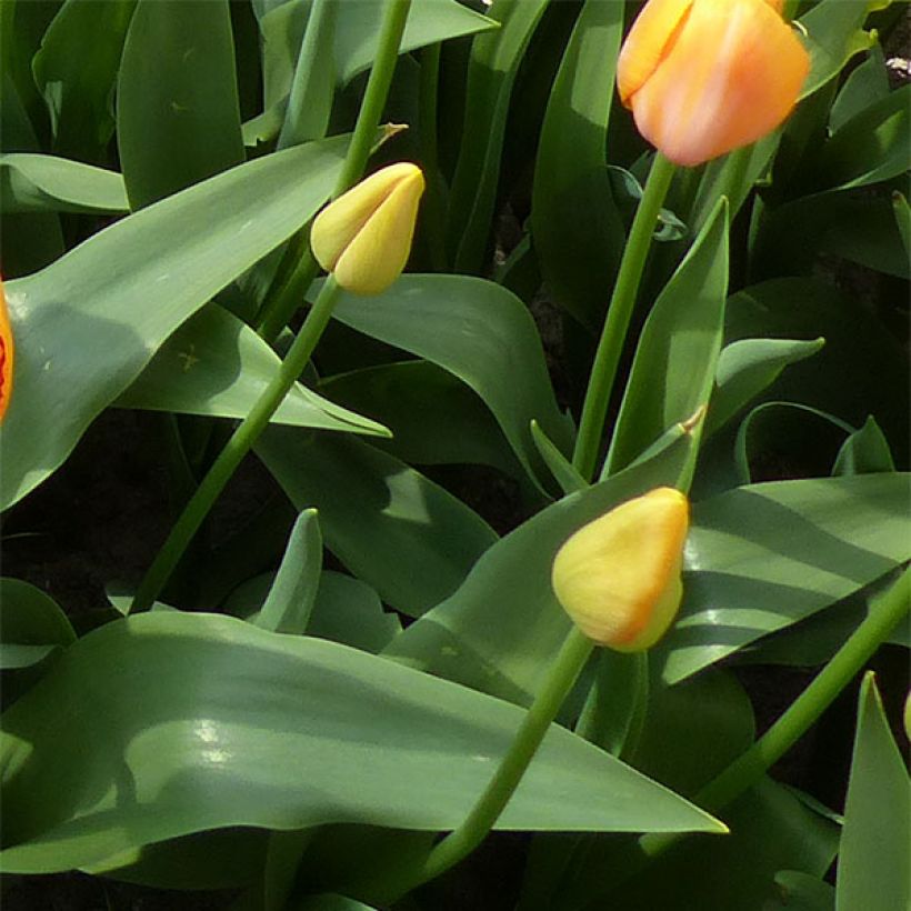 Späte Einfache Tulpe Dordogne (Foliage)