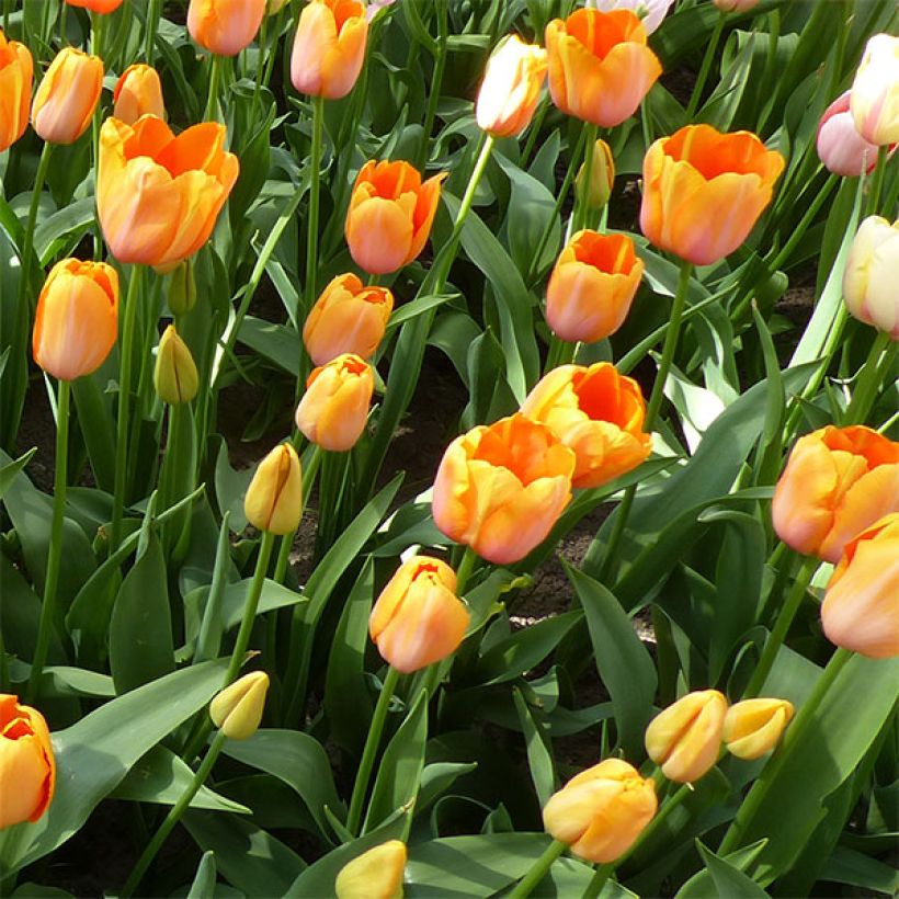 Späte Einfache Tulpe Dordogne (Flowering)