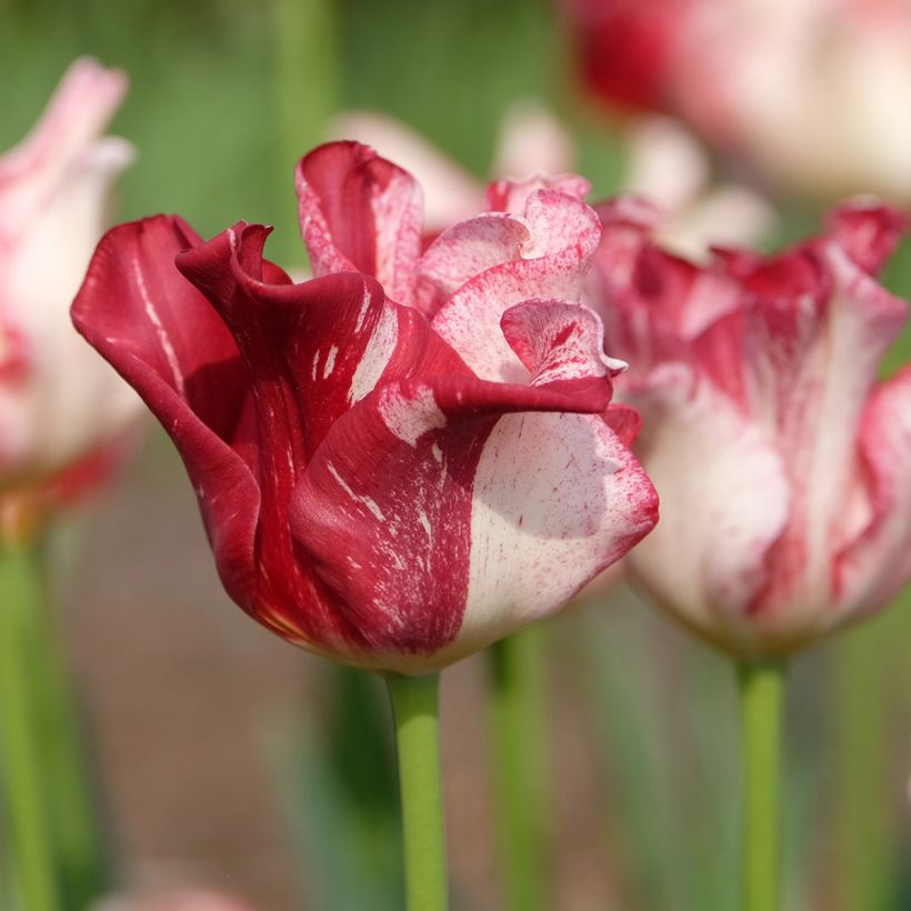 Coronet-Tulpen Striped Crown (Flowering)