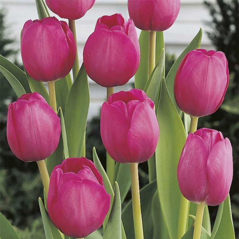 Triumph-Tulpe Attila (Flowering)