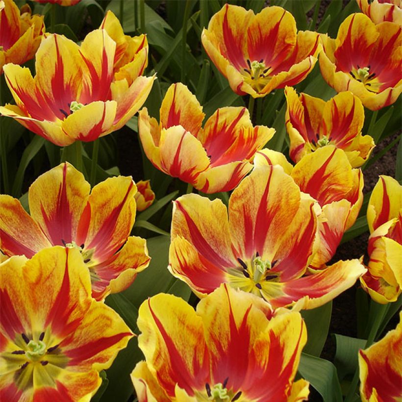 Triumph-Tulpe Augusta Taurinorum (Flowering)