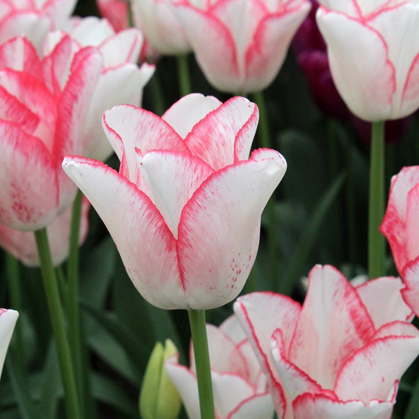Triumph-Tulpe Beauty Trend (Flowering)