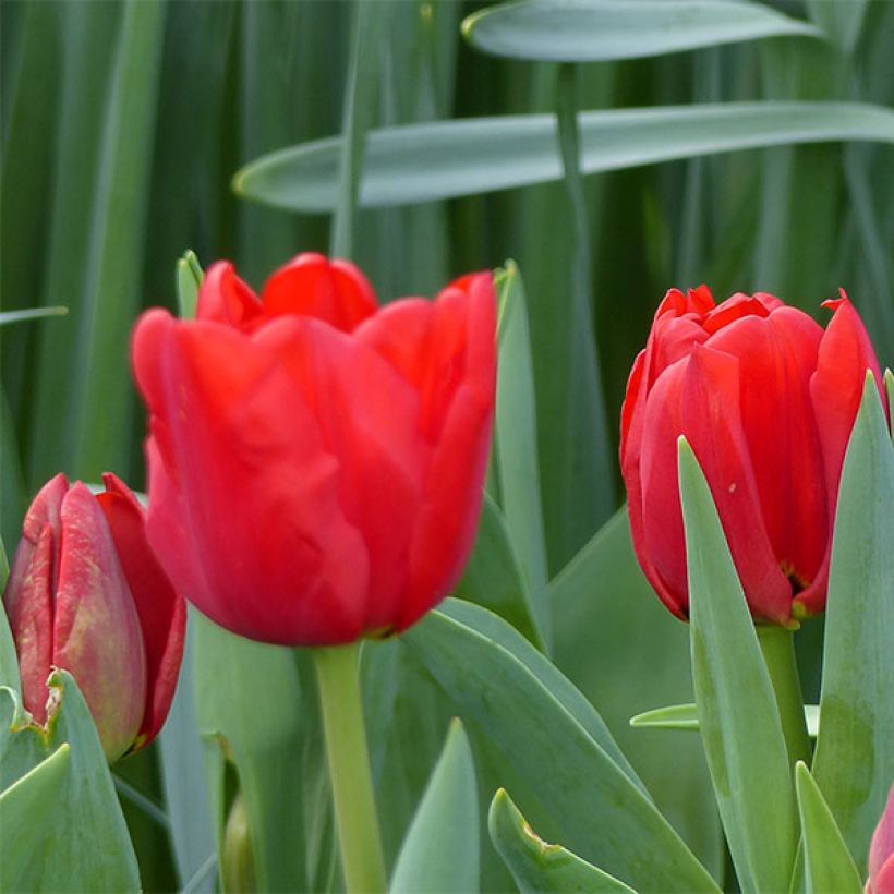 Triumph-Tulpe Ben van Zanten (Flowering)