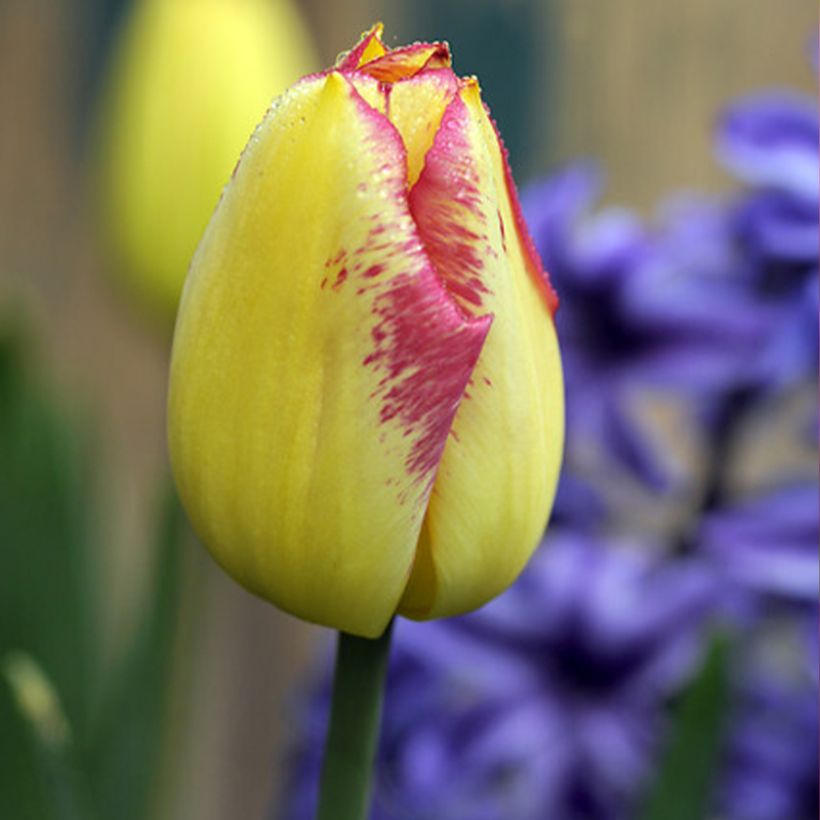 Triumph-Tulpe Boston (Flowering)