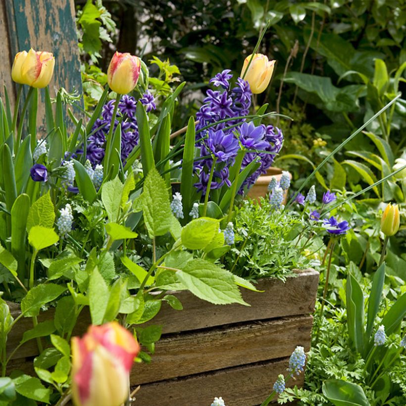 Triumph-Tulpe Boston (Plant habit)