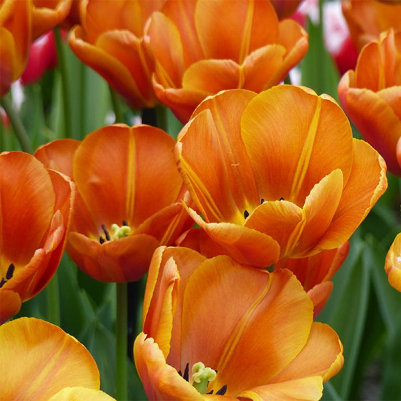 Triumph-Tulpe Brown Sugar (Flowering)