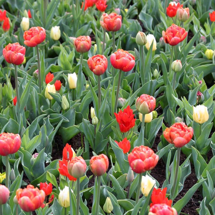 Triumph-Tulpe Calgary Flames (Plant habit)