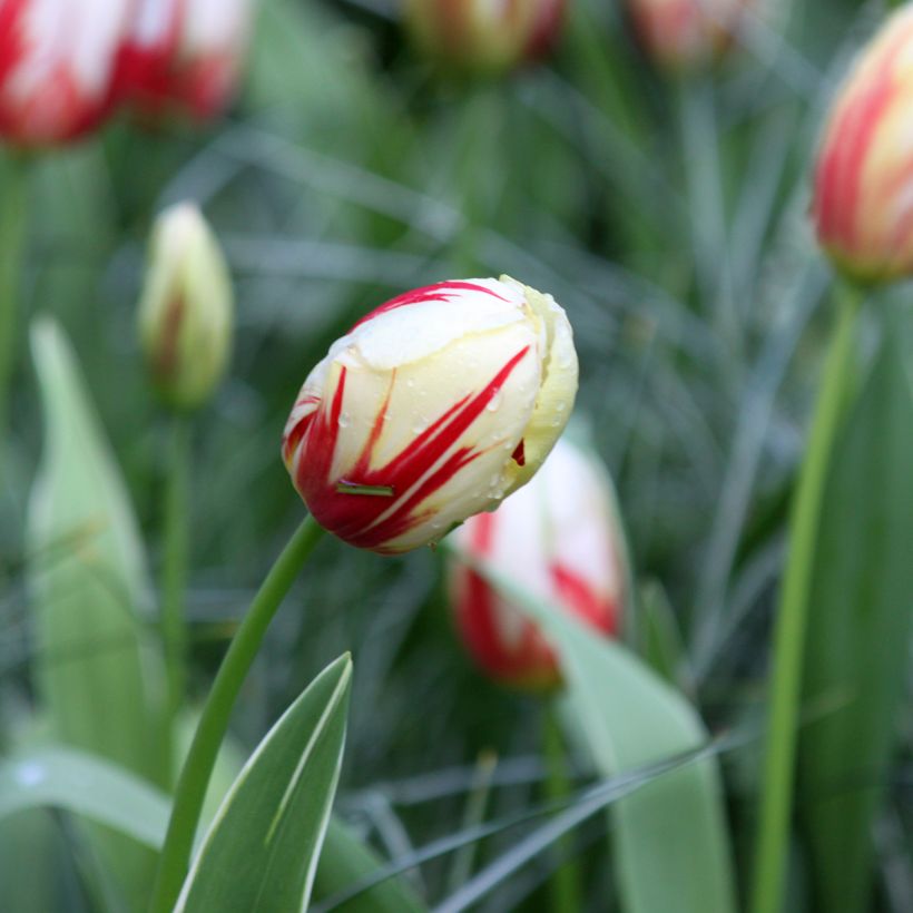 Triumph-Tulpe Carnaval De Rio (Flowering)