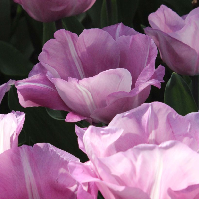 Triumph-Tulpe Carré (Flowering)