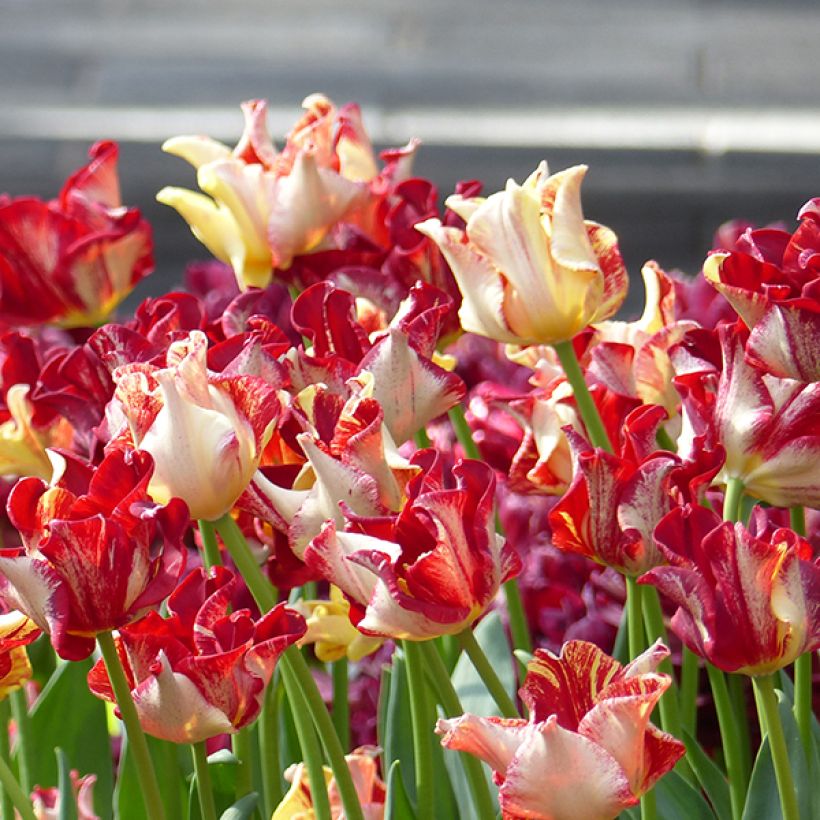 Triumph-Tulpe Flaming Crown (Flowering)