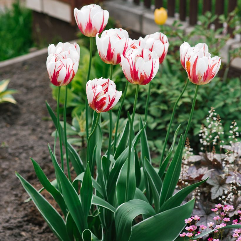 Triumph-Tulpe Happy Generation (Plant habit)