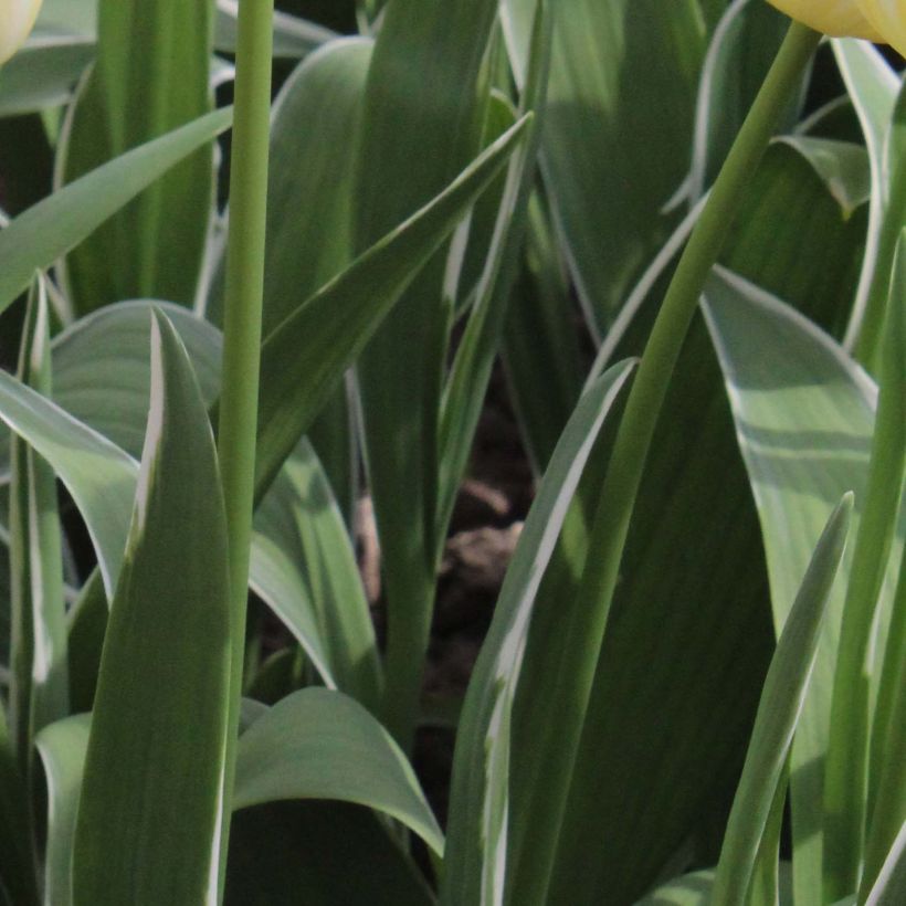 Triumph-Tulpe Happy People (Foliage)