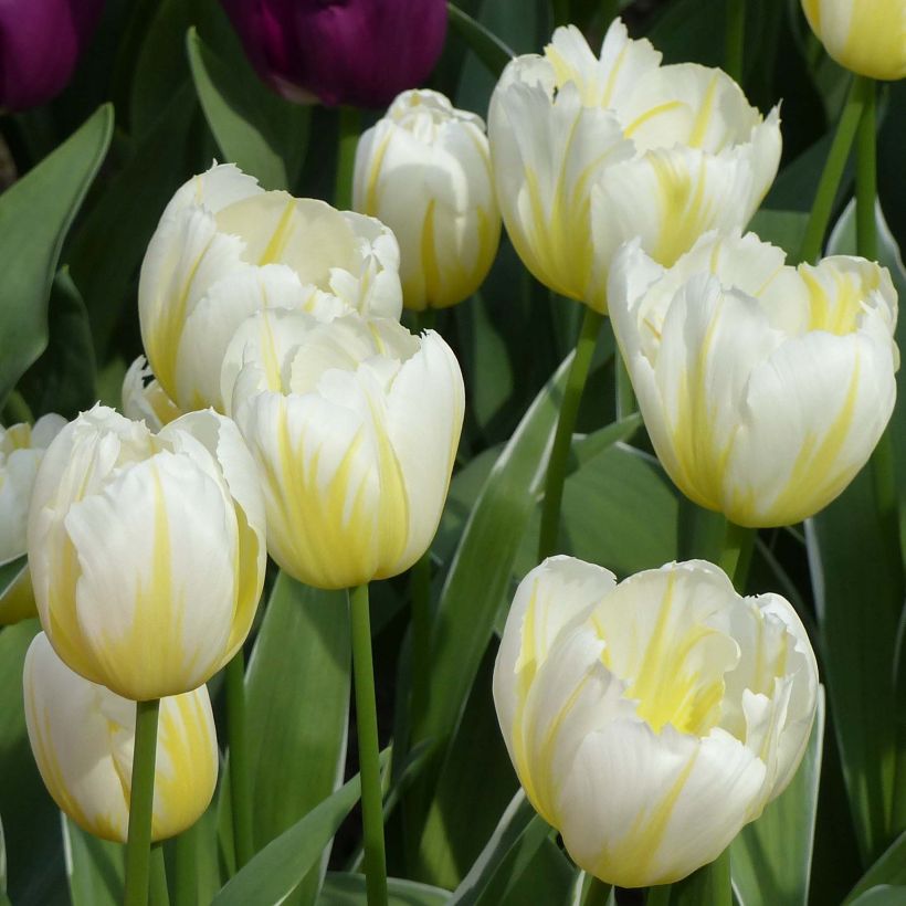 Triumph-Tulpe Happy People (Flowering)