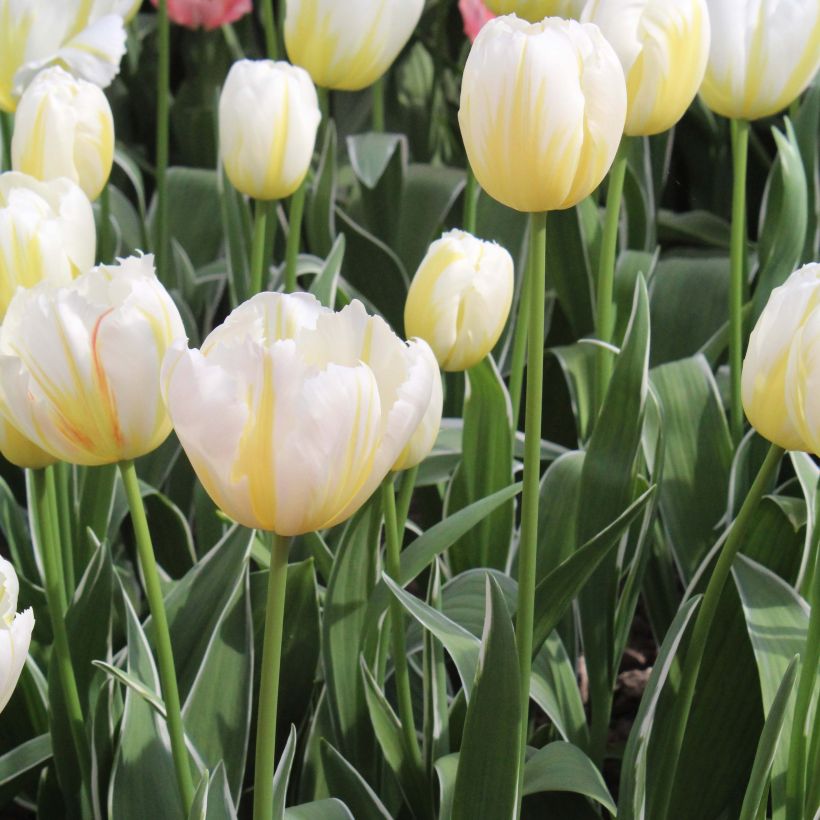 Triumph-Tulpe Happy People (Plant habit)