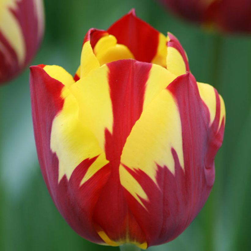 Triumph-Tulpe Helmar (Flowering)