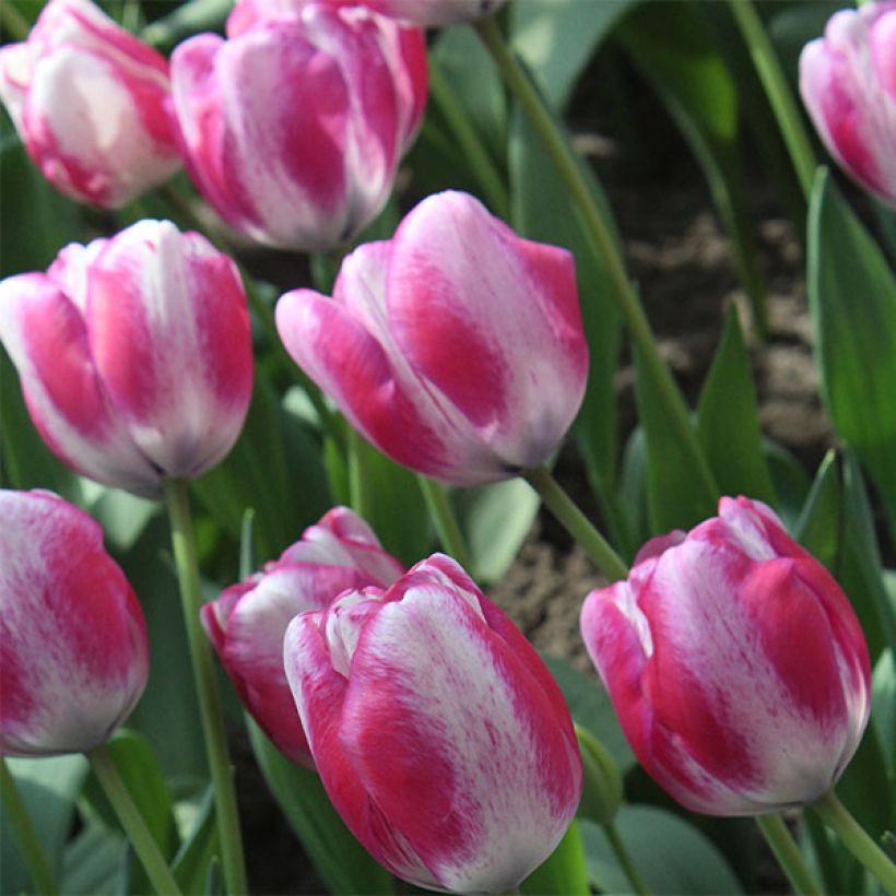 Triumph-Tulpe HotPants (Flowering)
