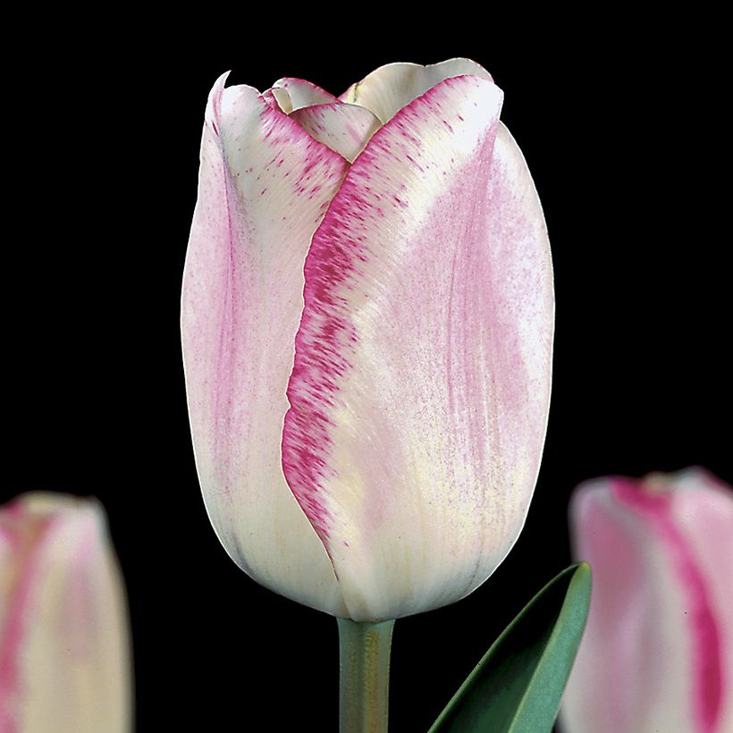 Triumph-Tulpe Mata Hari (Flowering)
