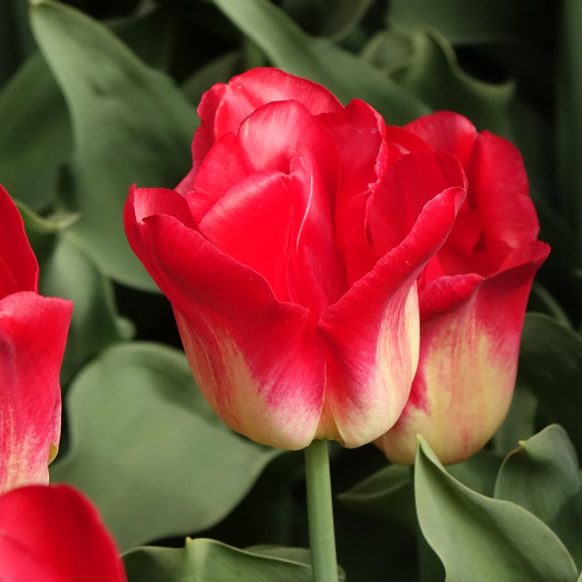 Triumph-Tulpe Match (Flowering)
