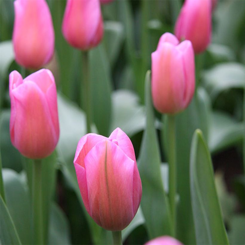 Triumph-Tulpe Mistress (Flowering)