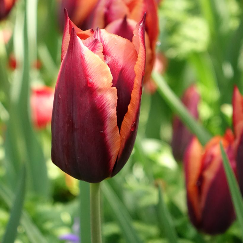 Triumph-Tulpe Muvota (Flowering)