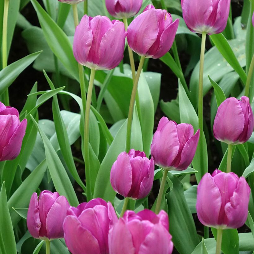 Triumph-Tulpe Negrita (Flowering)