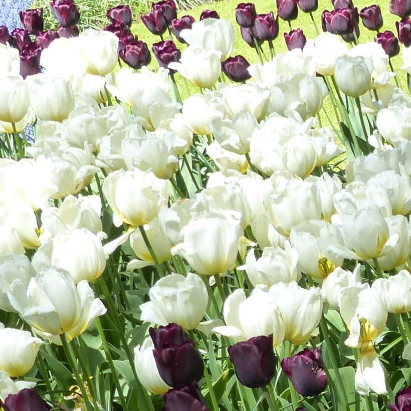 Triumph-Tulpe Pays-Bas (Flowering)
