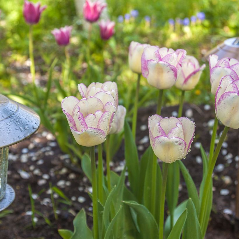 Triumph-Tulpe Shirley (Plant habit)