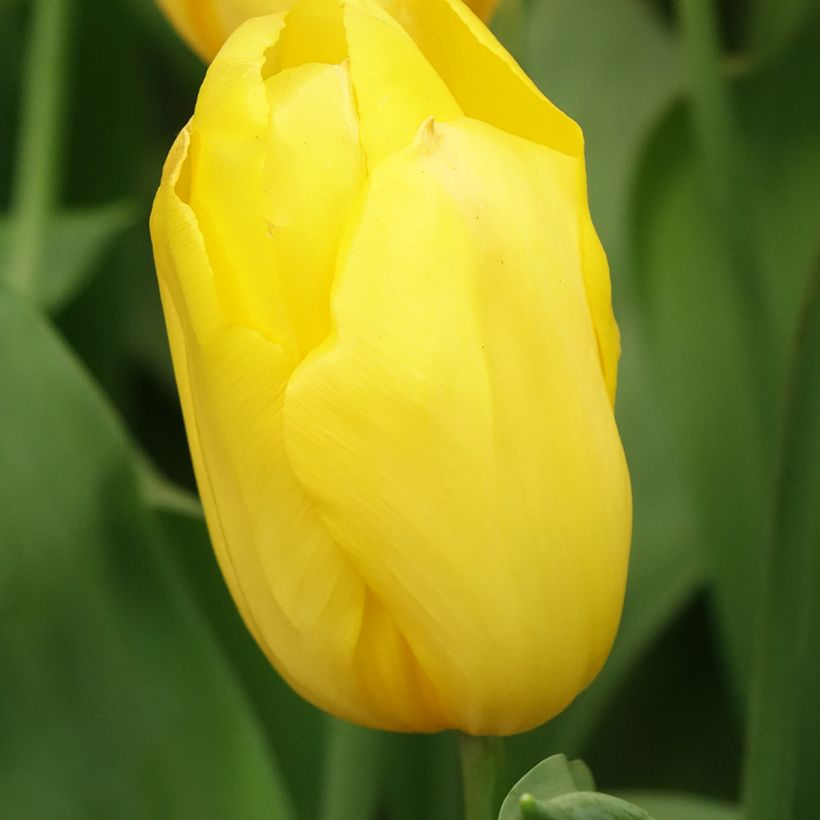 Triumph-Tulpe Strong Gold (Flowering)