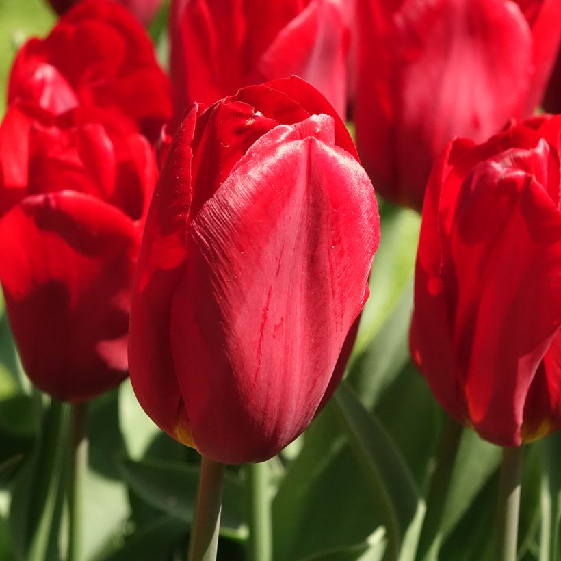 Triumph-Tulpe Strong Love (Flowering)