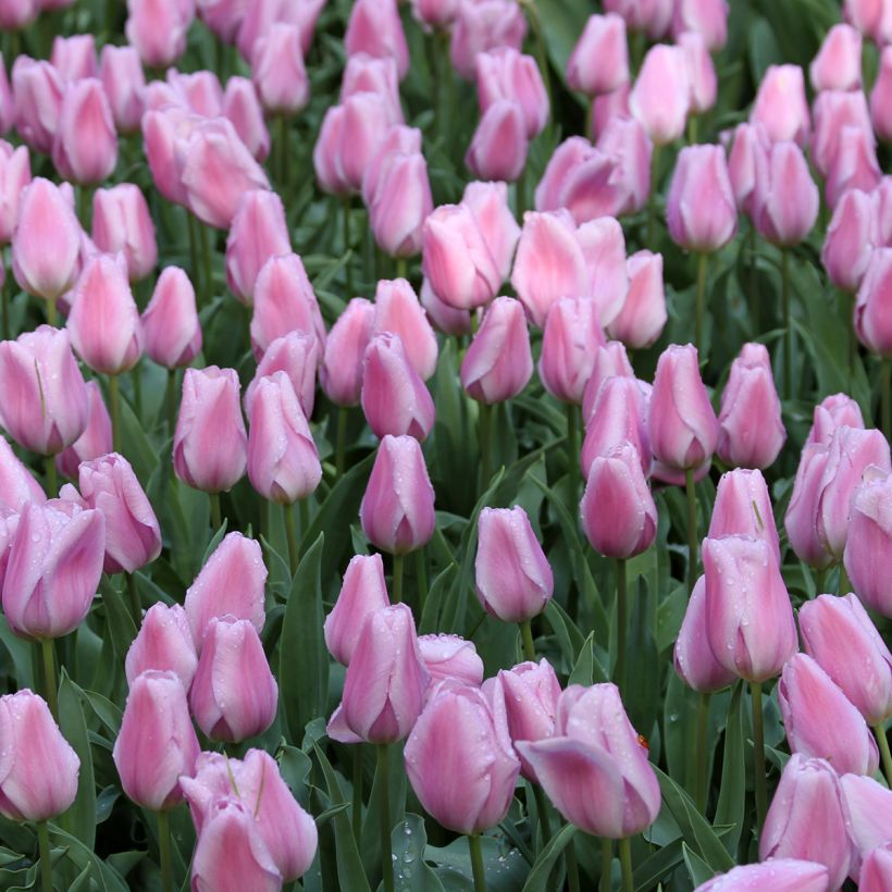Triumph-Tulpe Synaeda Amor (Flowering)