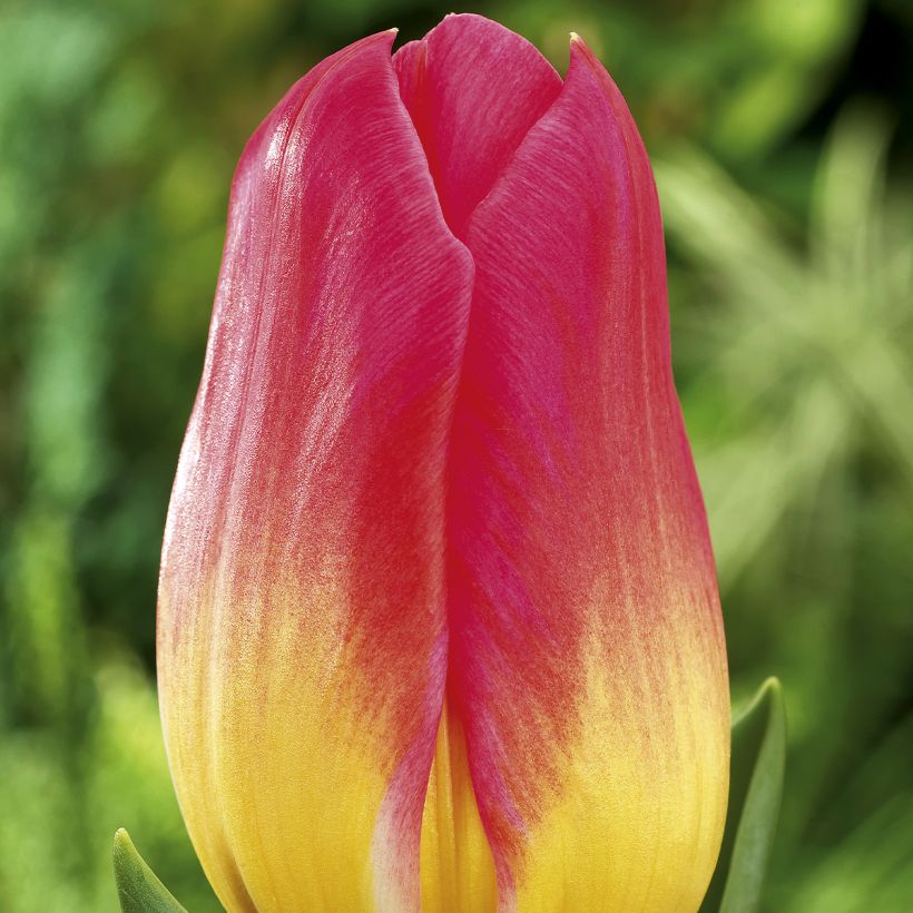 Triumph-Tulpe Tom Pouce (Flowering)