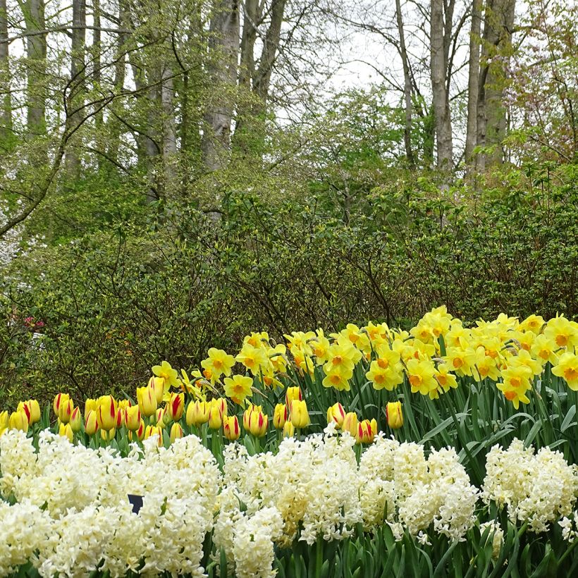 Triumph-Tulpe Washington (Plant habit)