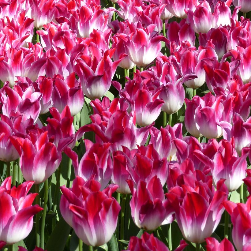 Triumph-Tulpe Whispering Dream (Flowering)